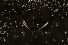 Hier wird ein Regenbrachvogel gezeigt. Der Fotograf gewann mit der Aufnahme den ersten Preis in der Kategorie «Allgemein». (Bild: Ari Tervo, Finnland)