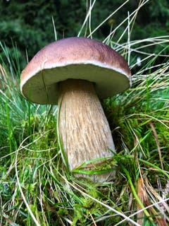 Ein prächtiger Steinpilz am Weg auf den Gäbris. (Leserbild: Angelika Ebneter - 12. September 2018)