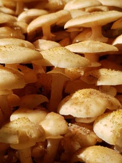 Pilze dicht an dicht im Bischofszeller Wald. (Leserbild: Reto Schlegel - 17. September 2018)