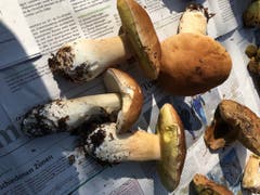 Da schlägt des Pilzsammlers Herz höher: Die reiche Steinpilz-Ausbeute eines Waldspaziergangs im Rheintal. (Leserbild: Toni Sieber - 15. September 2018)