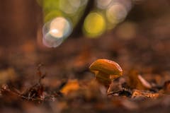 Stimmungsbild mit Pilz im Wald in Rotmonten bei St.Gallen. (Leserbild: Franziska Hörler - 15. September 2018)