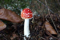 Nichts für Pilzsammler: ein junger Fliegenpilz wie aus dem Bilderbuch am Gübsensee. (Leserbild: Ingrid Zürcher - 28. September 2018)