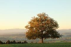 Herbstliche Morgenstimmung. (Bild: Irene Wanner (Egolzwil, 25. September 2018))