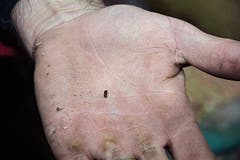Der Borkenkäfer ist mit seinen fünf Millimetern Länge kaum zu sehen.