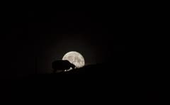 Schaf beim Grasen mit dm aufgehenden Mond. (Bild: Daniel Hegglin (Zug, 25. September 2018))