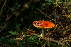 Was für ein prächtiger Fliegenpilz! (Bild: Matthias Rozinek)