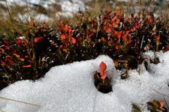 Amuse-Bouche aus der Winterküche in der Nähe des Margelchopf. (Bild: Franz Häusler)