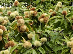 Wer reife Kastanien sieht an den Bäumen, kann wie jedes Jahr vom farbenfrohen Herbst träumen. (Bild: Margrith Imhof-Röthlin (Kehrsiten-Dorf, 26. September 2018))