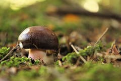 Pilz im Wald. Weil ich mich nicht auskenne, fotografiere ich sie. (Bild: Irene Wanner (Egolzwil, 26. September 2018))