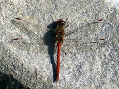Die Libellen geniessen auf den Steinen noch die wärmende Herbstsonne. (Bild: Josef Lustenberger (Wolhusen, 26. September 2018))