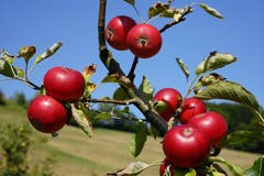 Gegensätze: Kräftiges Rot - karges Grün. (Bild: Isidor Rösch (Zell, 15. September 2018))