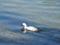 Es gibt sie halt doch; diese wunderbare Vermehrung ! Aufgenommen in Immensee. (Bild: Margrith Imhof-Röthlin, 27. September 2018)