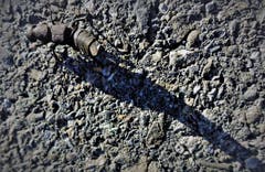 Der Schattenwurf dieses Käfers beträgt das Dreifache seiner Körperlänge. (Bild: Josef Habermacher (Rickenbach, 26. September 2018))