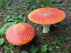 Prächtige Fliegenpilze bei der Maria-Hilf-Kapelle, auch Bildstein Kapelle genannt, oberhalb Eggerstanden. (Bild: Sandra Schläpfer)