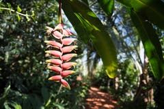 Im Tropenhaus Wolhusen wachsen zahlreiche exotische Pflanzen. (Bild: Nadia Schärli, 27. September 2018)