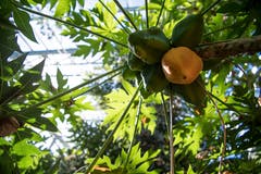 Im Tropenhaus Wolhusen wachsen zahlreiche exotische Pflanzen. (Bild: Nadia Schärli, 27. September 2018)