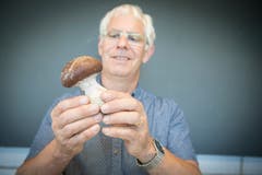 In dieser Saison kommen dem Leiter des Botanischen Gartens St.Gallen, Hanspeter Schumacher, auch Pilze auf den Kontrolltisch, die er sonst seltener sieht: Hier etwa die Schleiereule, gesammelt im Thurgau bei Dussnang. (Bild: Ralph Ribi)