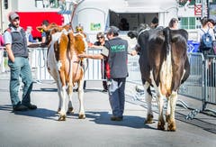 Erstmals an der Wega: Kuhfladen-Roulette. Bild: Andrea Stalder