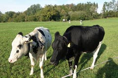 Gegensätze ziehen sich an. (Bild: Josef Habermacher (Rickenbach, 28. September 2018))