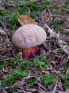 Der Pilz trägt Rot am Hals. (Bild: Reto Schlegel )