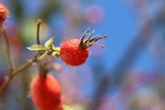 Hagebutten sind reich an Vitamin C und helfen bei Arthrose und Erkältung. (Bild: Xaver Husmann (Rain, 28. September 2018))
