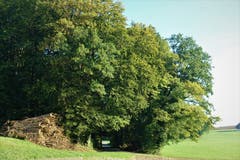 Ein Tunnel der Natur. (Bild: Josef Habermacher (Rickenbach, 28. September 2018))