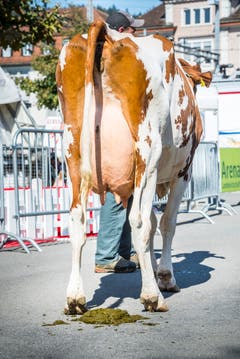 Red Holstein Kuh Ilena beendete das Kuhfladen-Roulette. Bild: Andrea Stalder