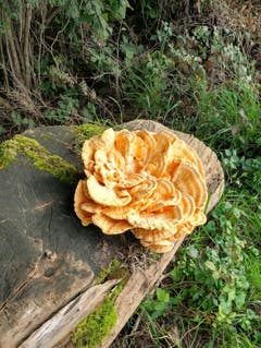 Pilz auf Baumstamm. (Bild: Gerda Hochstrasser (Steinhausen, 22. September 2018))