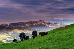 Beim Rechberg Herisau. (Bild: Luciano Pau)