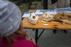 Spannend und gfürchig zugleich: Nicht jedes Kind mochte die Schädel anfassen. Einige bestaunten sie lieber aus sicherer Entfernung.