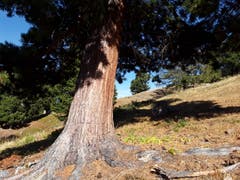 Wunderschöner Baum, aufgenommen zwischen der Moosalp und Bürchen. (Bild: Bruno Ringgenberg, 29. September 2018)