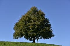 Langsam beginnen die Bäume, sich zu verfärben. (Bild: Ernst Rohrer (Albis, 27. September 2018))
