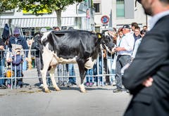Wahl Missschöneuter und Miss Wega. Bild: Andrea Stalder