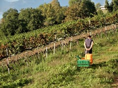 Es ist ein «Chrampf», die Schlitten in den Rebberg des Weinguts Letten zu ziehen. Aber man kann mit der Traubenlese aus verständlichen Gründen nicht zuwarten, bis es Schnee im Rebberg hat. (Bild: Margrith Imhof-Röthlin (Letten, 29. September 2018))