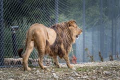 Berberlöwen sind in freier Wildbahn seit rund 80 Jahren ausgestorben. Weltweit leben die Tiere nur noch in knapp 30 Zoos. Einer davon ist der Walter-Zoo. Nebst Löwenmännchen Atlas sind auch die Schwestern Lin und Jumina eingezogen. Noch leben Atlas und die Weibchen getrennt voneinander.