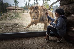 Aug in Aug mit einem Berberlöwen, nur durch eine dicke Glasscheibe voneinander getrennt. Das Guckloch im Walter-Zoo, extra für kleine Zoobesucher eingerichtet, war am Eröffnungswochenende einer der Höhepunkte.