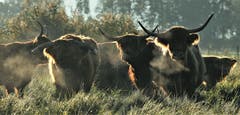 Ein kalter Herbstmorgen bei den Hochlandrinder im Wauwilermoos. (Bild: André Egli (Wauwil, 26. September 2018))