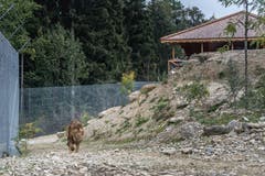 Das Aussengehege der neuen Löwenanlage ist einer steinigen, kargen Berglandschaft nachempfunden, da die Berberlöwen ursprünglich aus Nordafrika stammen (Atlasgebirge). In freier Wildbahn sind die Tiere seit circa 1940 ausgestorben. Weniger als 30 Zoos weltweit halten heute noch Berberlöwen. Der dreieinhalbjährige Atlas kam aus dem Zoo in Paris nach Gossau.