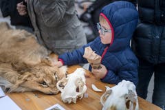 Wie fühlt sich ein Löwenfell an? Und wie sieht ein Schädel aus? Dies und mehr erfuhren Gross und Klein von einer Tierpflegerin.