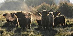 Im Gegenlicht wird der Atmen durch die Kälte gut sichtbar und die Weide der Hochlandrinder wird mystisch eingenebelt. (Bild: André Egli (Wauwil, 26. September 2018))
