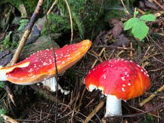 Giftiger Fliegenpilz. Zum fotografieren sicher schön. (Bild: Regina Sapin (Steinerberg, 2. September 2018))