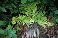 Stil-Leben der Natur, am Waldrand des Werniswald. (Bild: Josef Habermacher (Rickenbach, 3. September 2018))