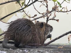 Diese Biberratte lässt sich bei seiner Suche nach Futter nicht stören. (Bild: Helene Gosswiler (2. September 2018))