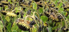 «Kopf hoch, das Wetter wird sicher wieder besser!» Durch die gebeugten Sonnenblumenköpfe entsteht eine wahre Herbststimmung. (Bild: André Egli (Ettswil, 2. September 2018))