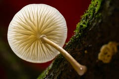 Pilz der Gattung Schirmlinge. Giftig. Von unten fotografiert. (Bild: Josef Brunner (Meggerwald, 20. September 2018))