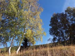 Wunderschöne Birken, aufgenommen in Bürchen. (Bild: Bruno Ringgenberg, 29. September 2018)