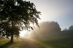 Herbstliche Morgenstimmung. (Bild: Hedy Muff-Ruckli (Willisau, 27. September 2018))