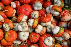 mber 2018))Über 300 Zier- und Speisekürbissorten aus aller Welt konnten bestaunt werden. (Bild: Philipp Schmidli (Rothenburg, 30. September 2018))