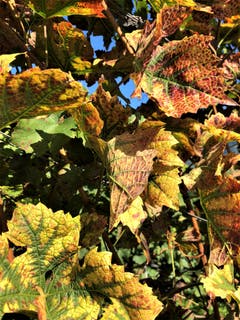 Was für eine unvergleichbare, einmalige Künstlerin ist im Herbst die Natur . Aufgenommen im Weingut Letten in Meggen. (Bild: Margrith Imhof-Röthlin (Meggen, 30. September 2018))