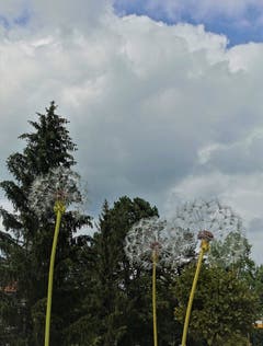 Riesiger, verblühter Löwenzahn (Bild: Josef Habermacher (Mariastein, 4. September 2018))